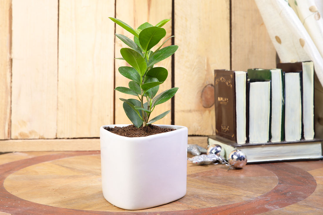Pleasing Ficus Compacta Buy Online