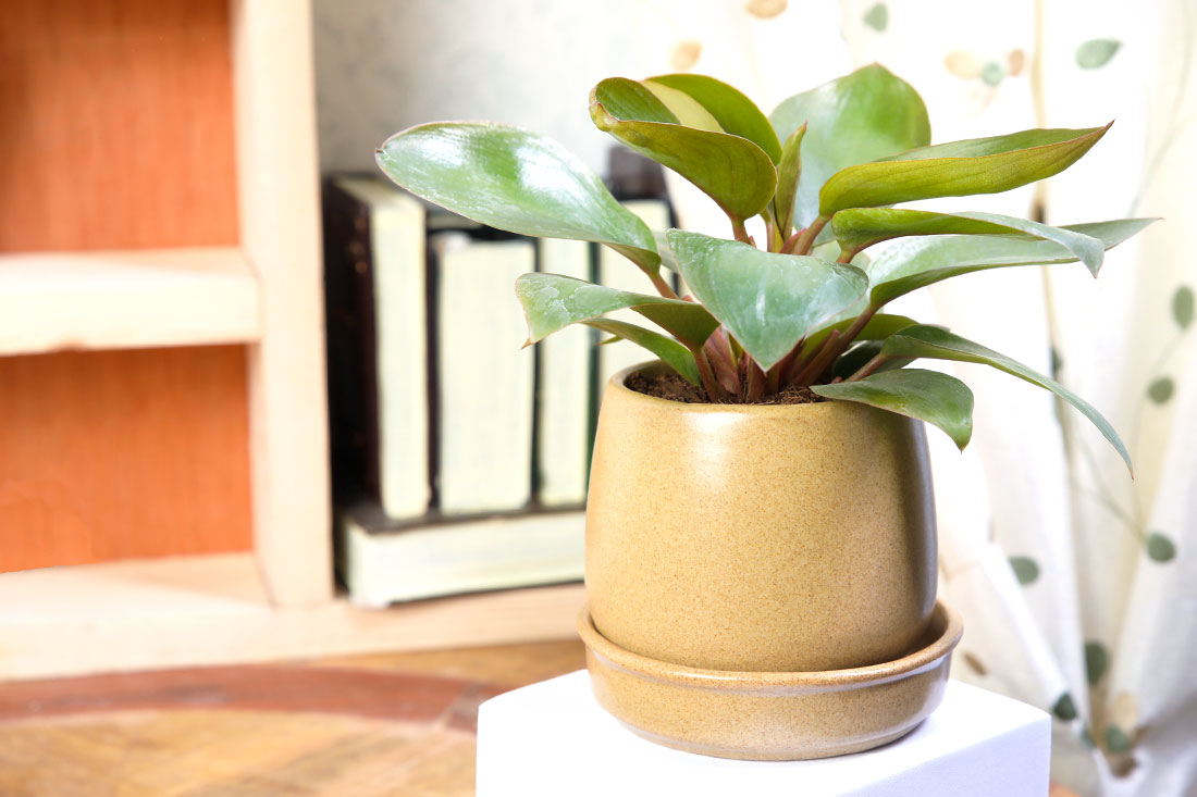 Send Ceramic Potted Philodendron Online