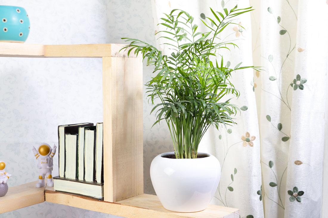 Air-purifying Chamaedorea Order Now