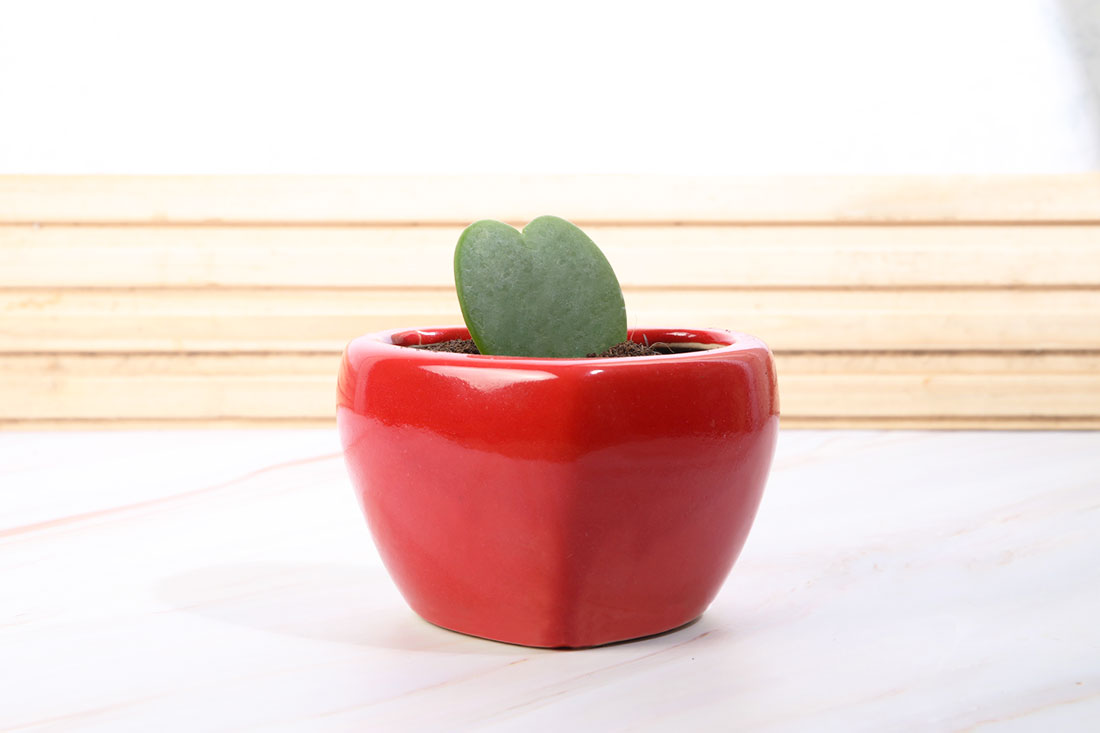 Red Potted Hoya Heart