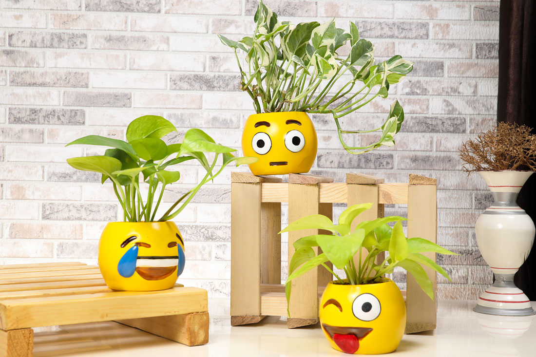 Alluring Set of Smiley Potted Money Plants Online