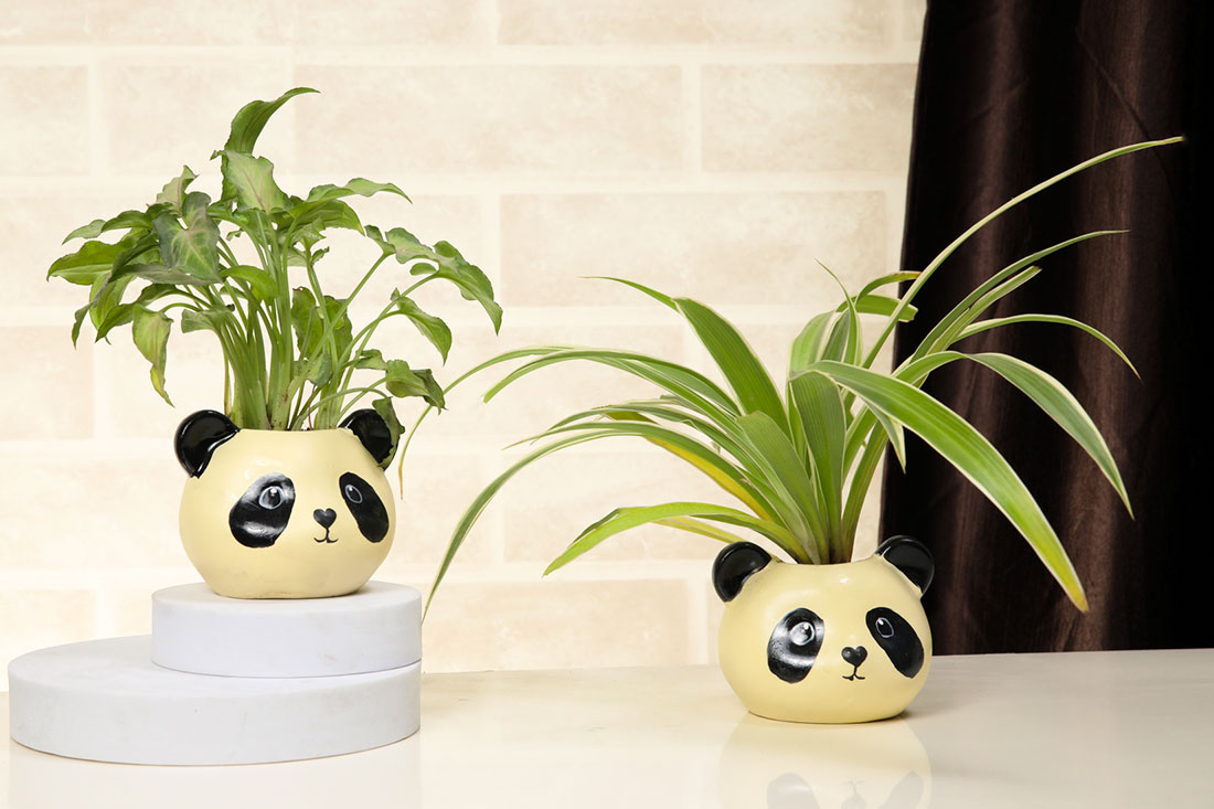 Combo of Spider & Syngonium In Panda