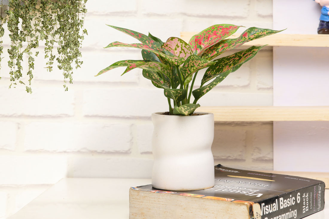 Pink Aglaonema Plant: An Air Purifier Plant