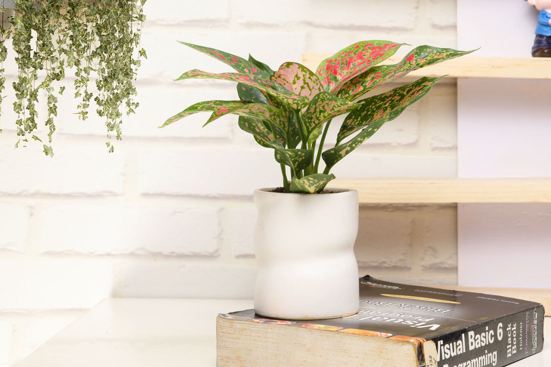 Order Pink Aglaonema Plant: An Air Purifier Plant Online