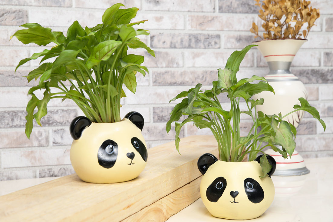 Panda Potted Syngonium Plants Set Buy Online