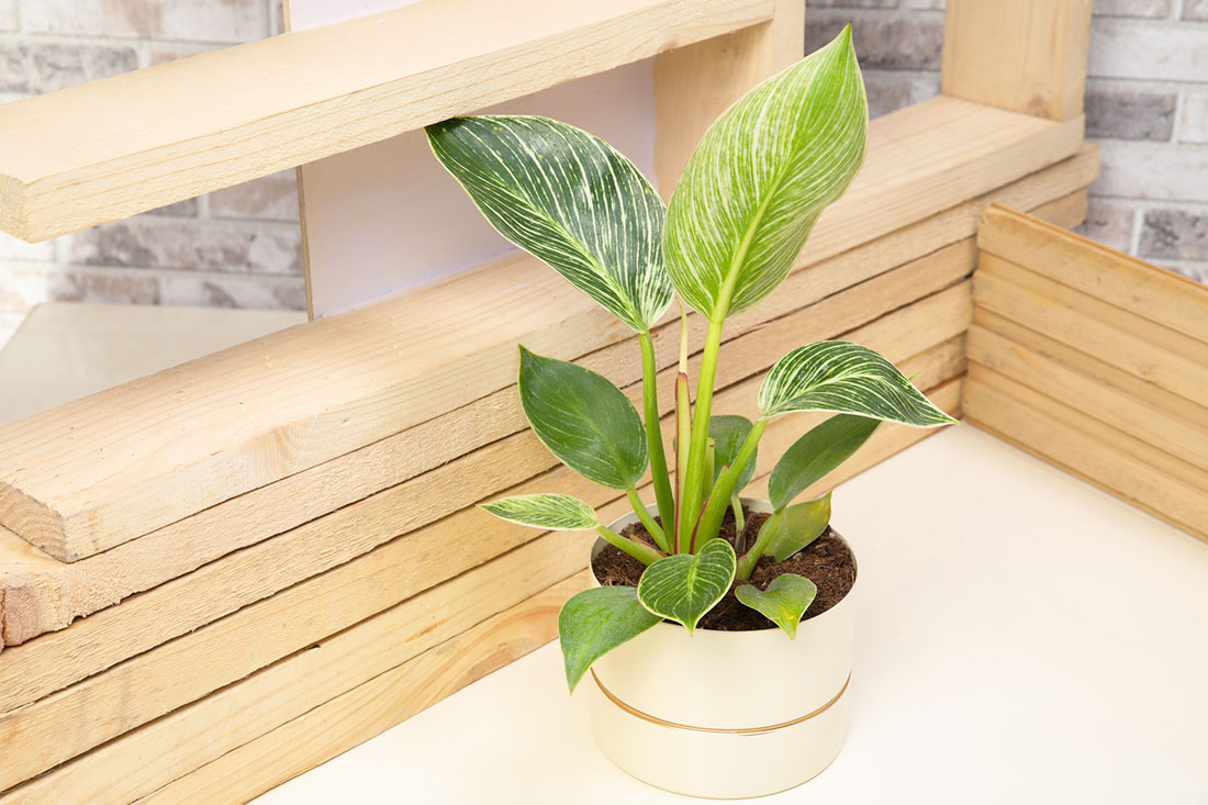 Embrace Beauty Philodendron White Plant