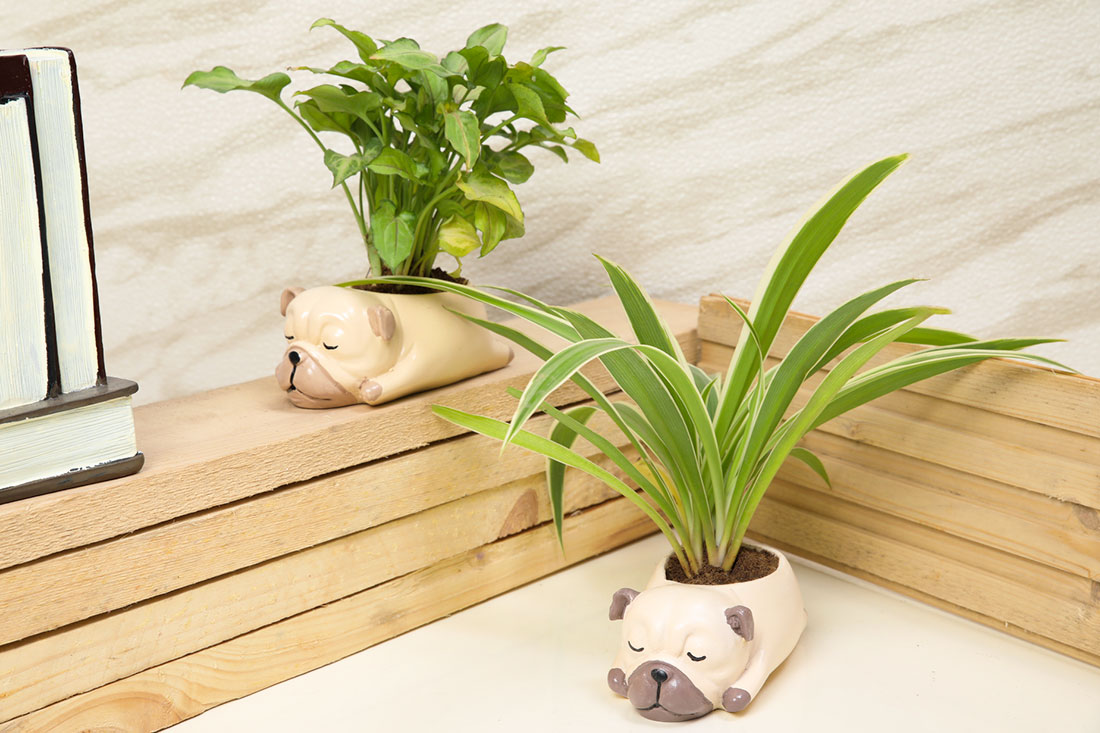 Syngonium & Spider Plants In Pug Pot