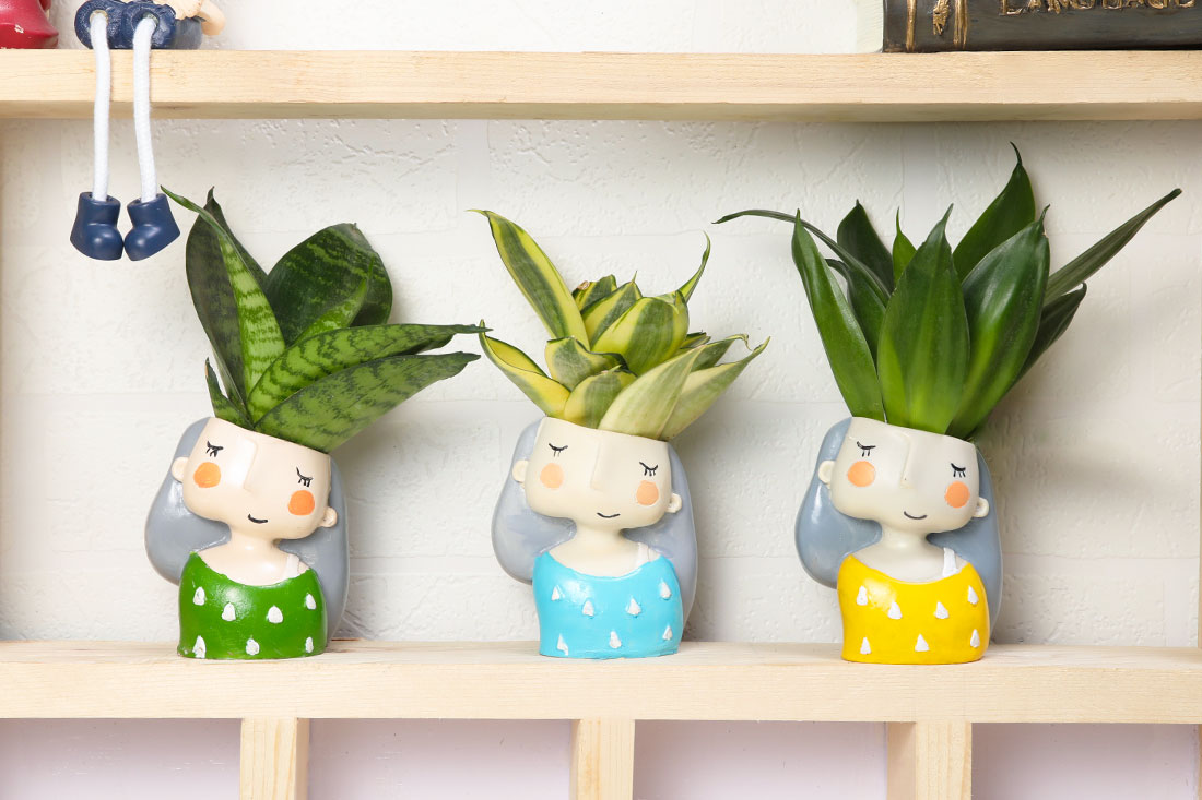 Succulent Snake Plants Set