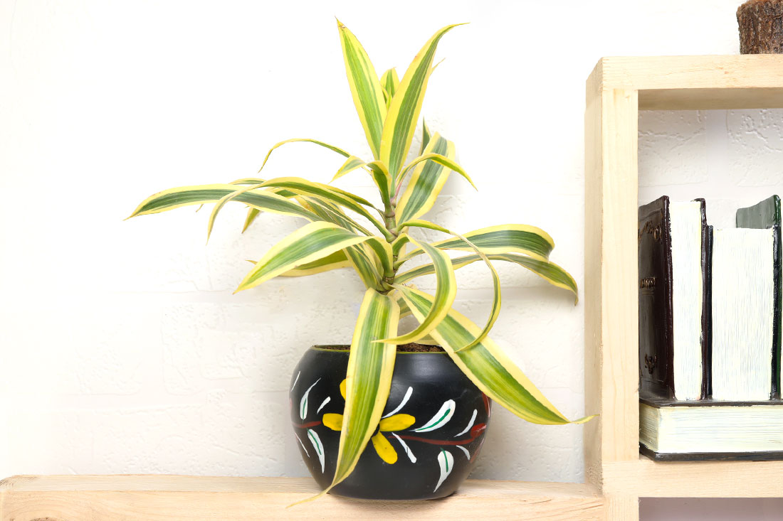 Decorative Song Of India Plant