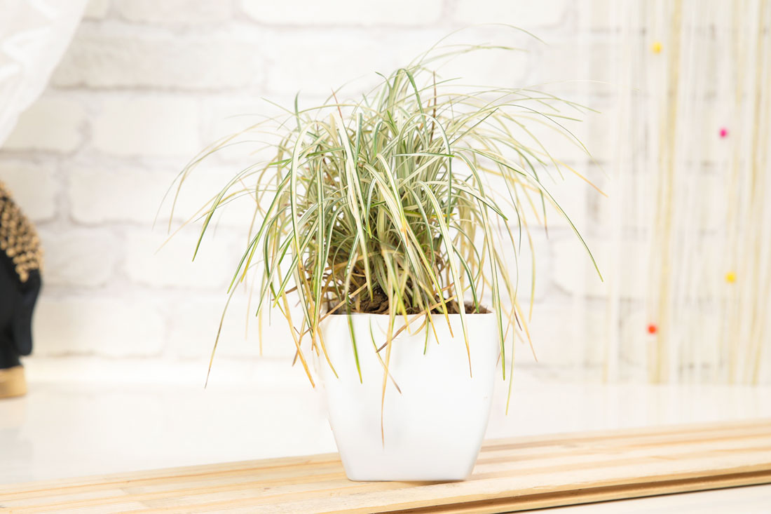Send Classy Potted Grass Online