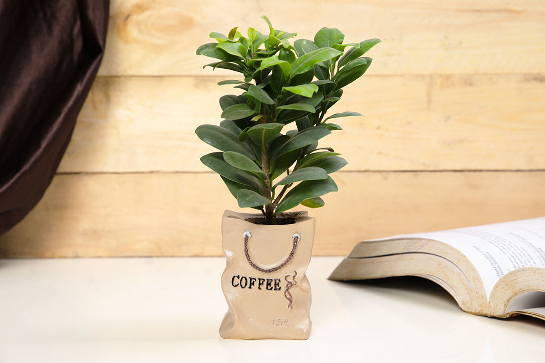 Adorable Ficus Compacta In Coffee Bag Send Now