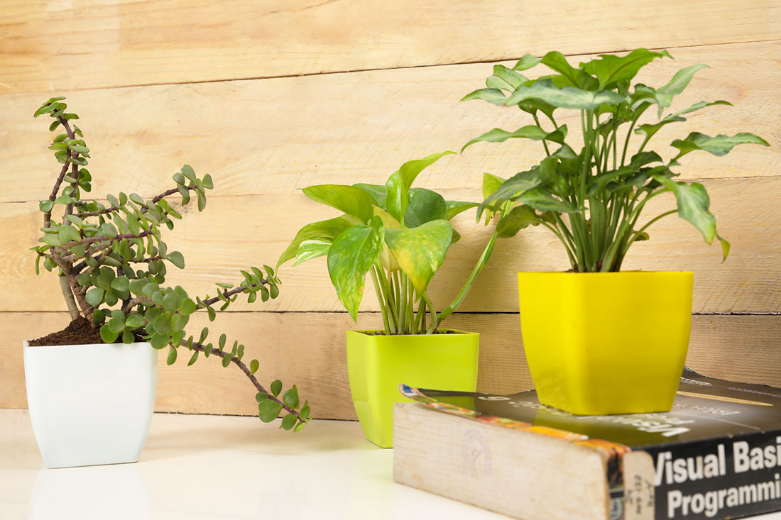 Set of 4 Indoor Plants Online