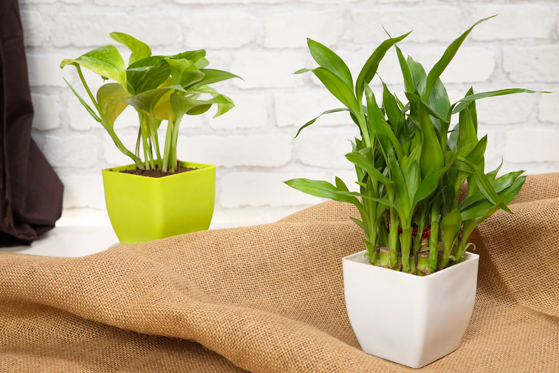 Nurturing Beauty with Money Plant & Lucky Bamboo Order Now