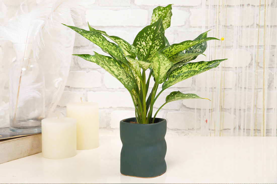 Send Aglaonema Plant Online in India