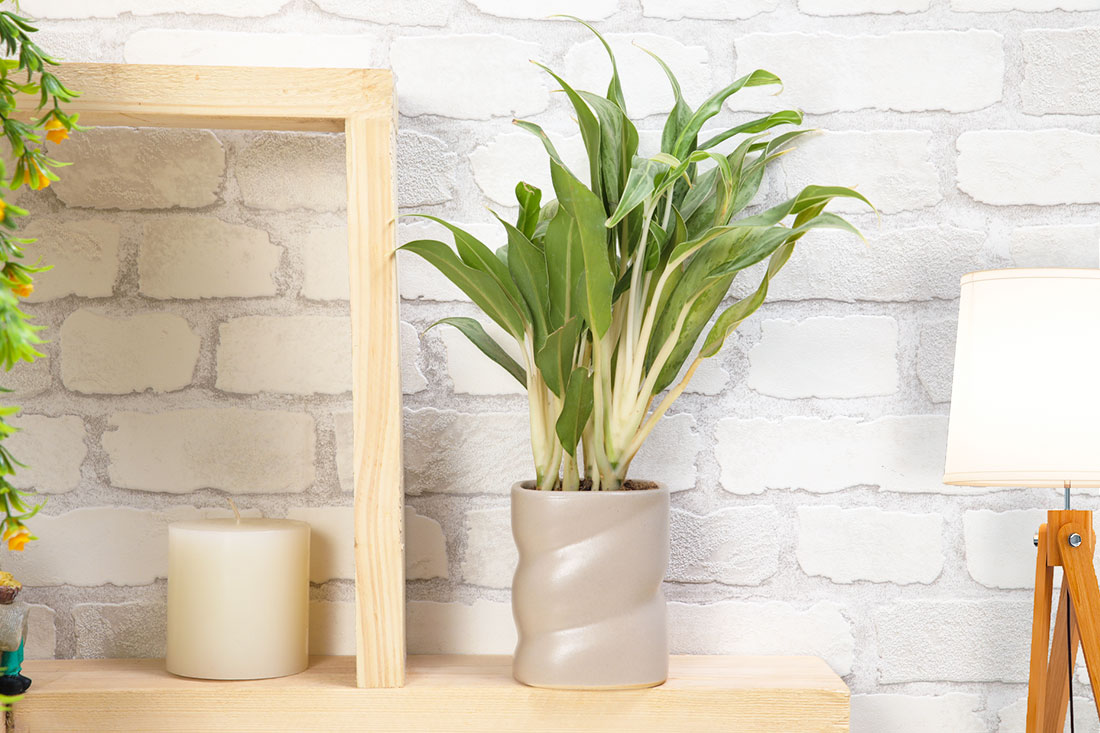 Undefined Beauty Aglaonema Plant Send Now