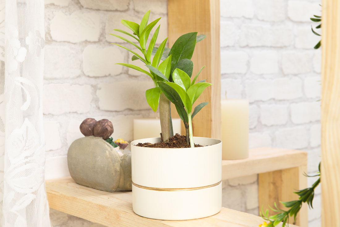 Send Air Purifying Zamia Plant Online