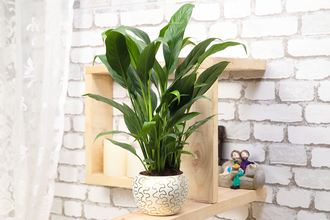 Bushy Peace Lily Plant