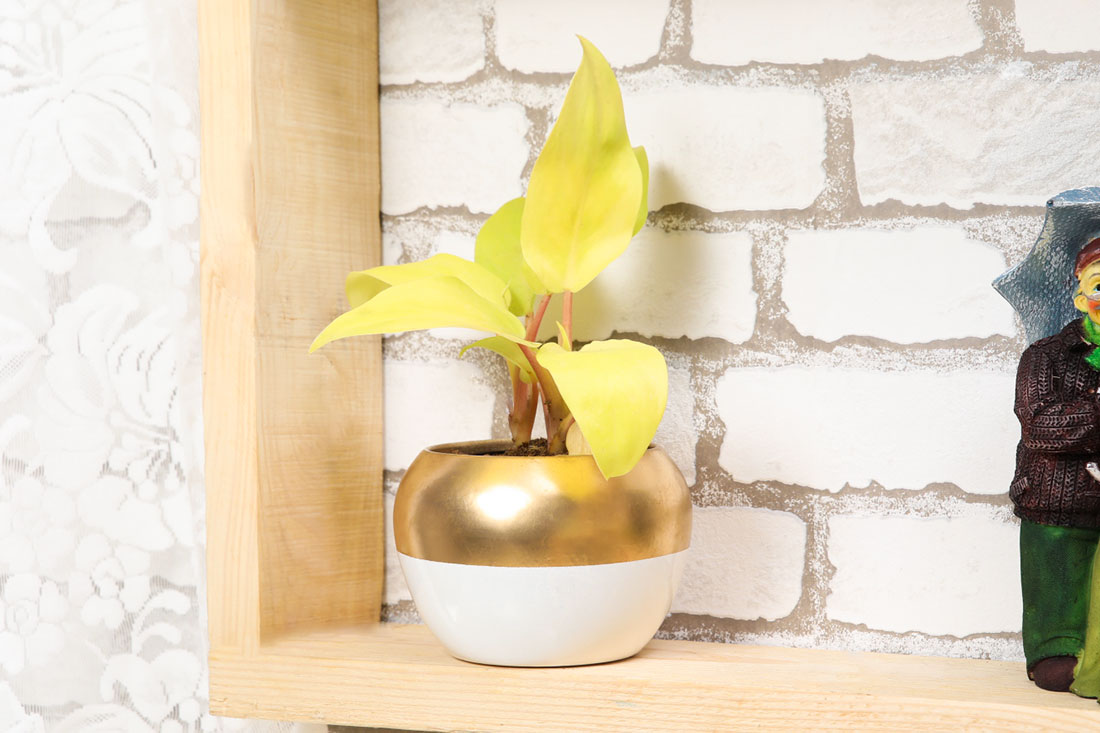 Decorative Philodendron Plant Buy Online