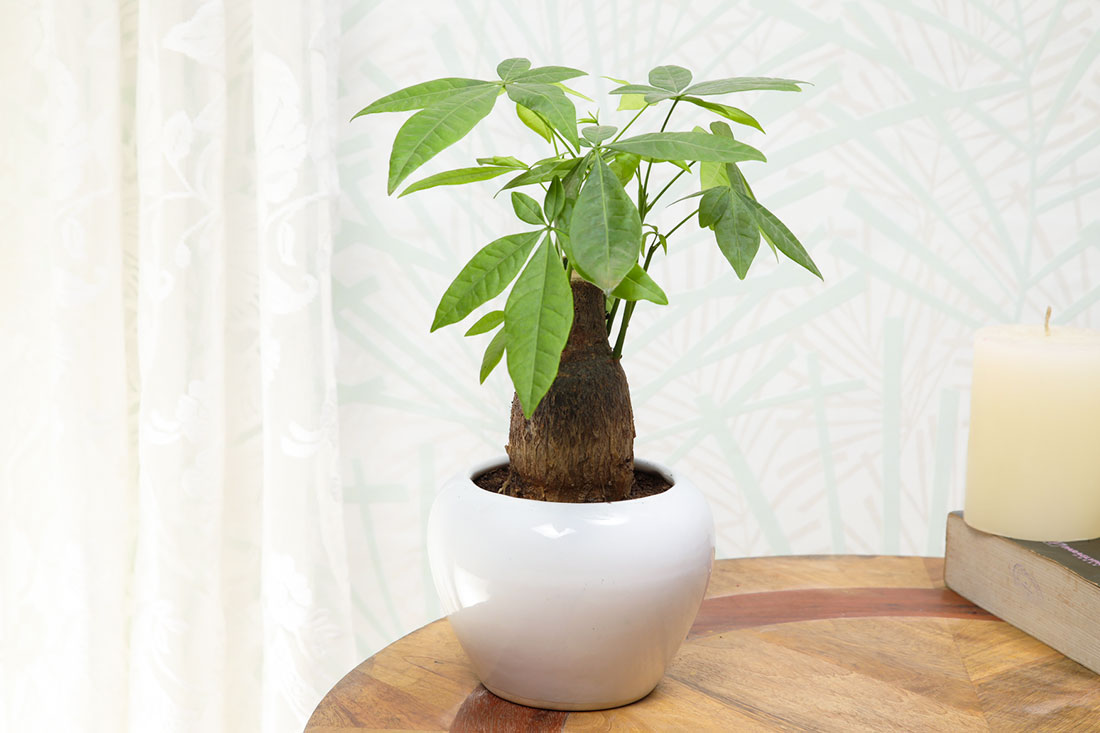 Pachira Bonsai Auspicious Plant Send Now