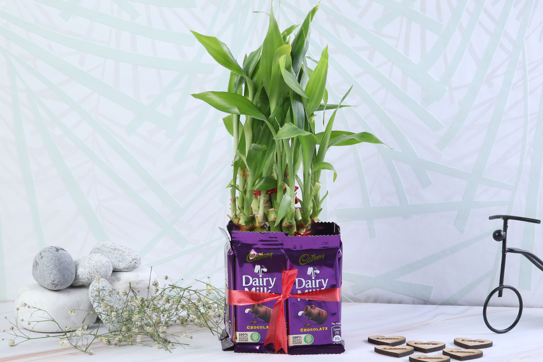Buy Lucky bamboo and dairy milk gift