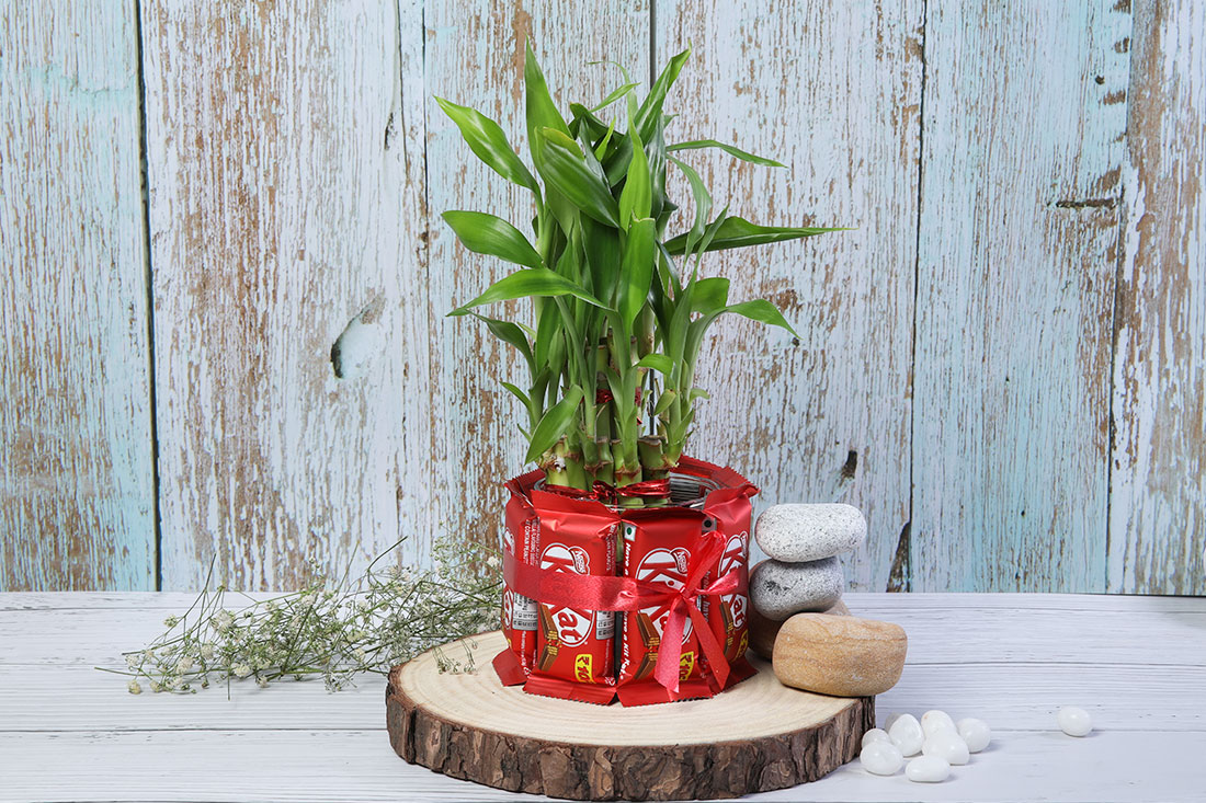 Send Bamboo plant with kitkat