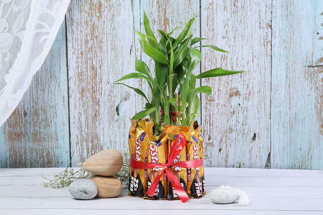 Order 5 Starred Lucky Plant Souvenir