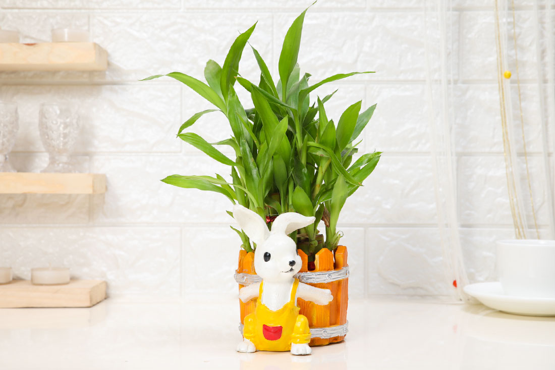 Order Invigorating Good Luck Bamboo In Bunny Pot