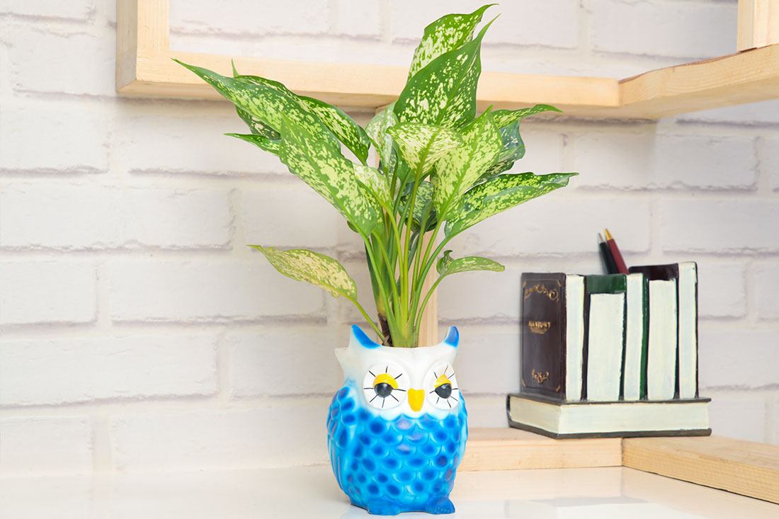 Buy Adorable Aglaonema Plant In Owl Online