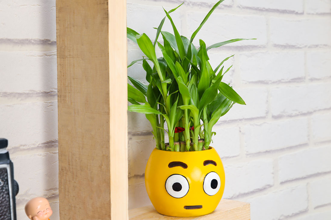 Emoji Potted Lucky Bamboo