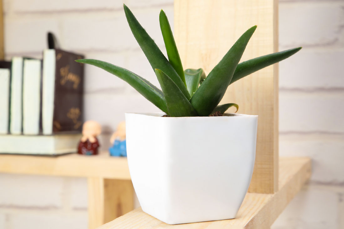 Medicinal Aloe Vera Plant Send Now
