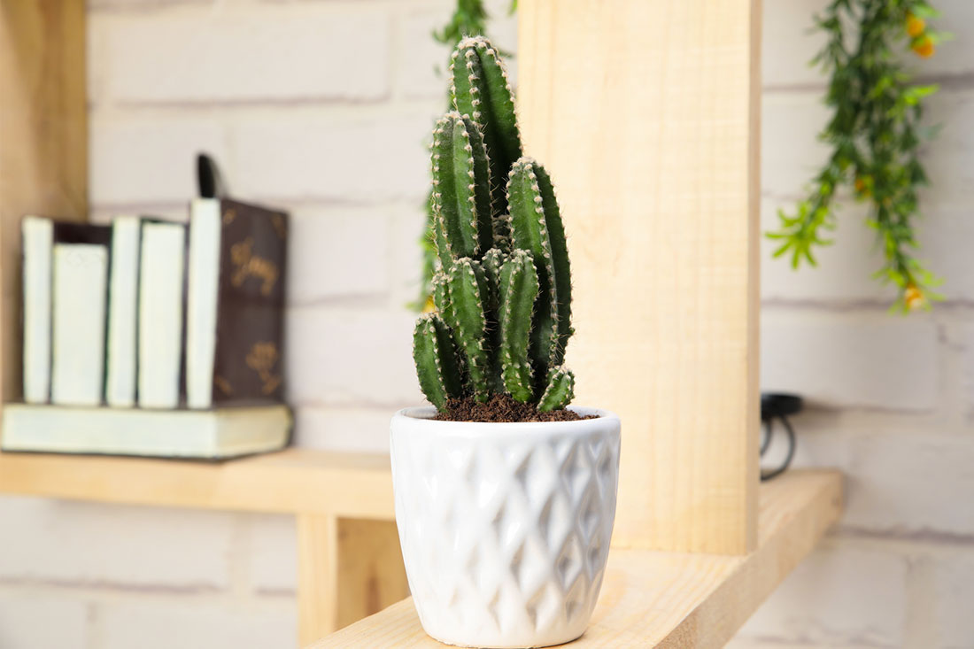 Beautified Elongated Cactus Order Now
