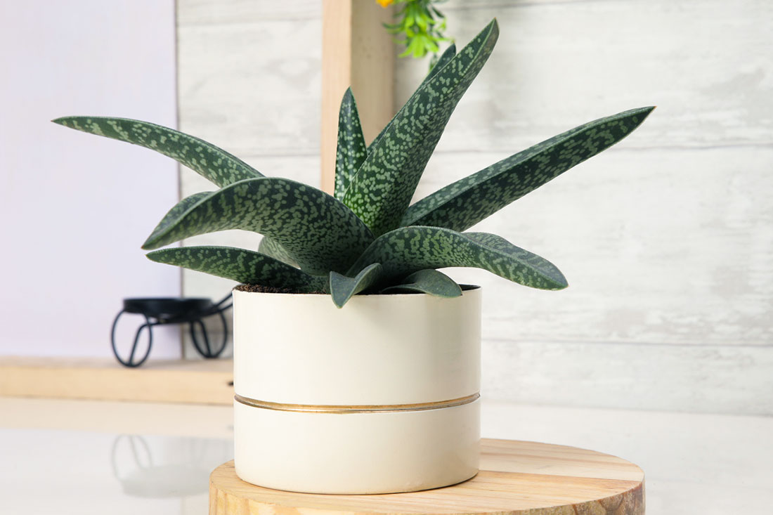 Air Purifying Aloe Vera Plant Order Now