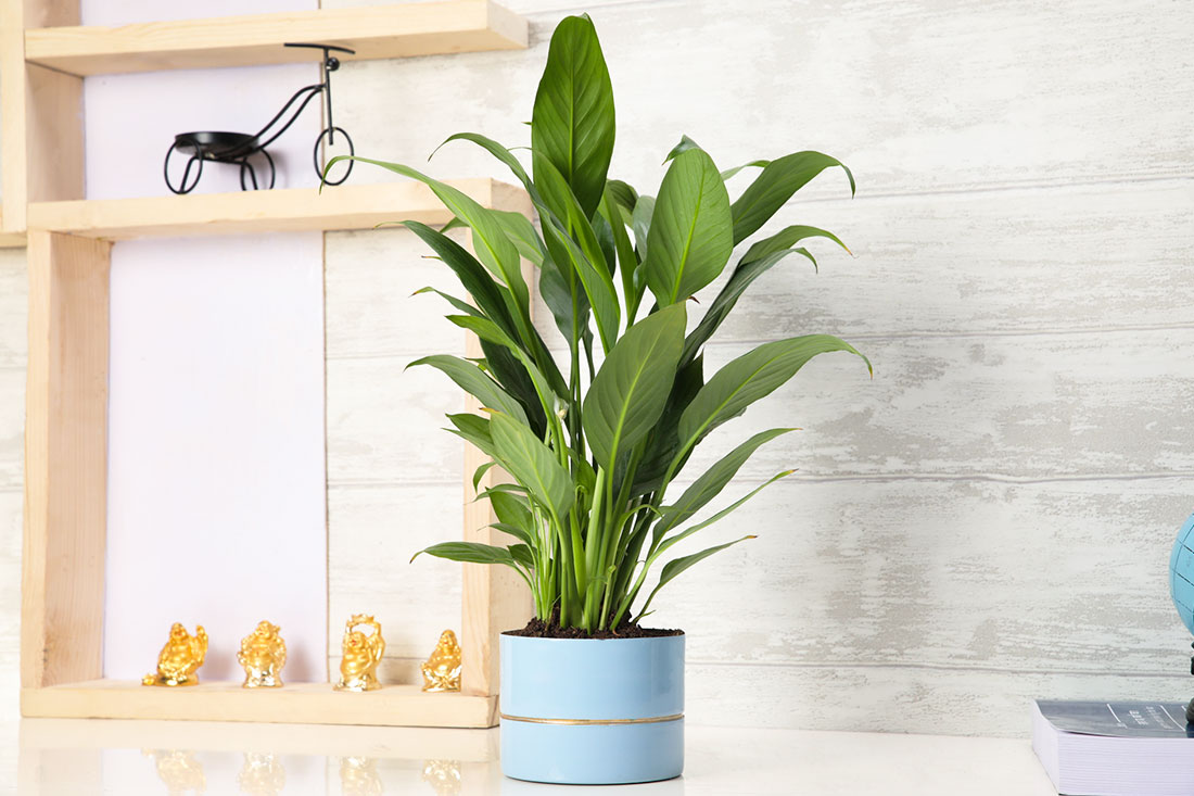 Graceful Peace Lily Plant