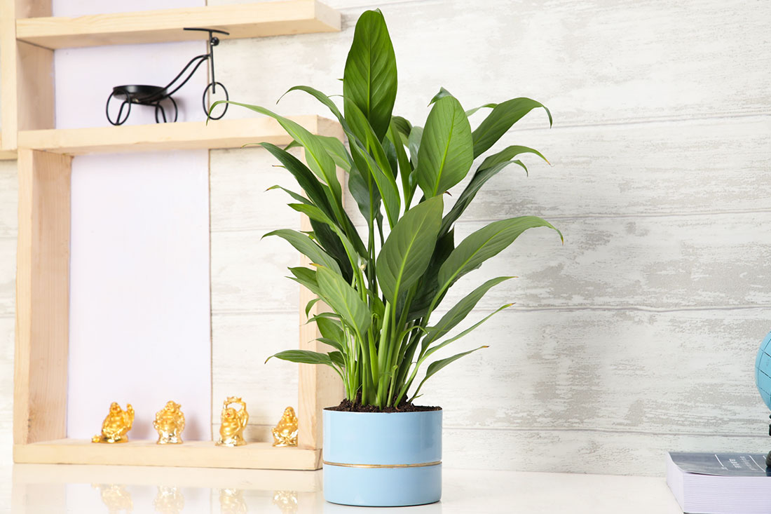 Order Graceful Peace Lily Plant Online