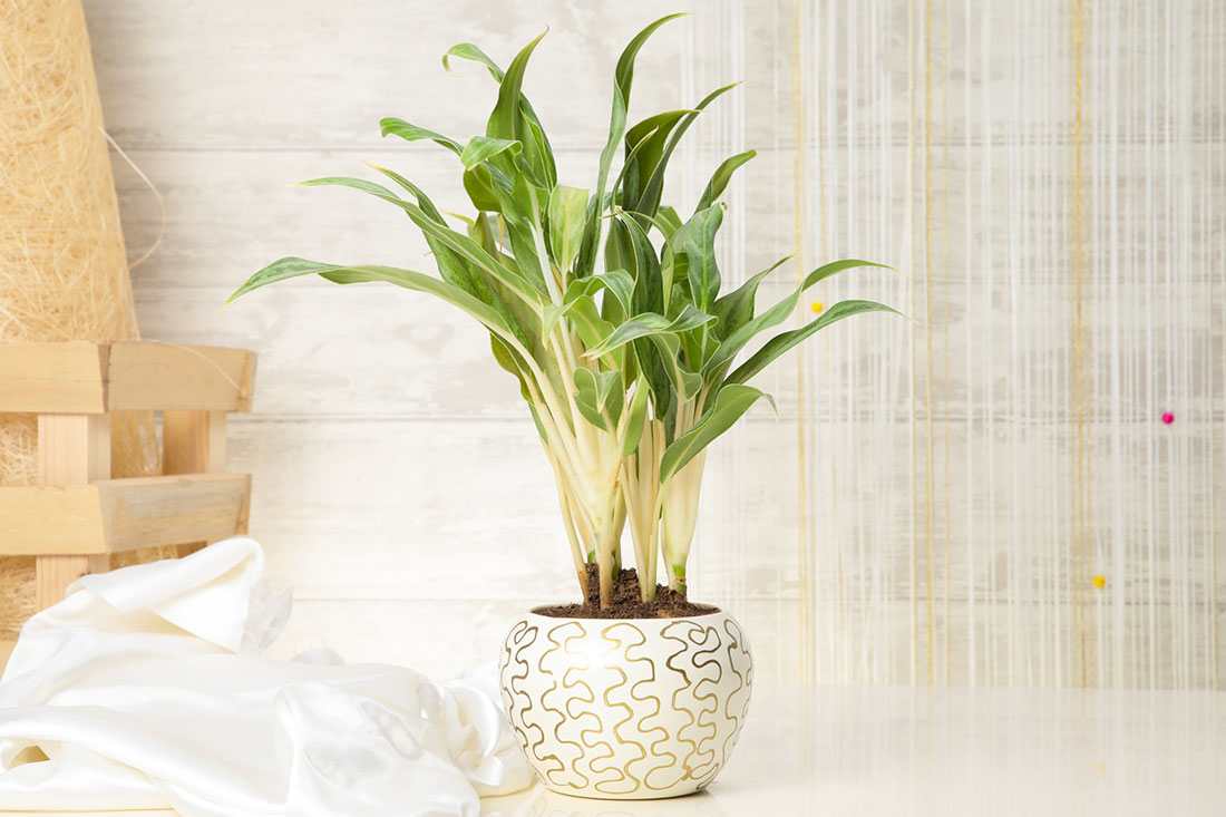 Evergreen Aglaonema Plant