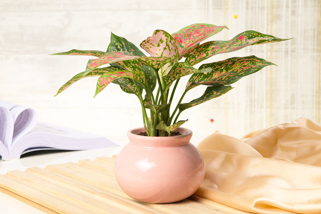 Send Exotic Aglaonema Plant Beauty
