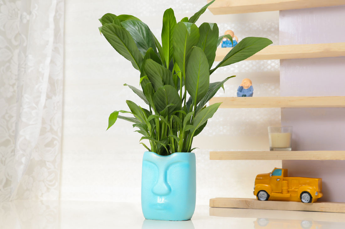 Send Natural Air Purifier Peace Lily