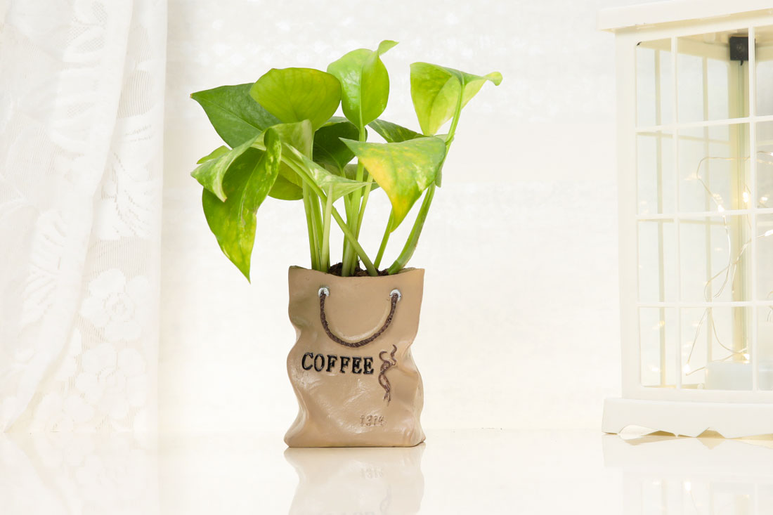 Money Plant In Coffee Bag for Indoor