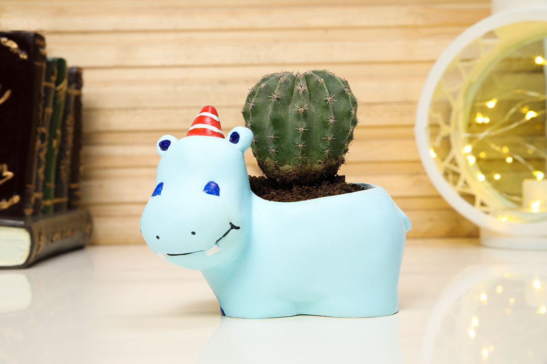 Incredible Ball Cactus In Happy Hippo