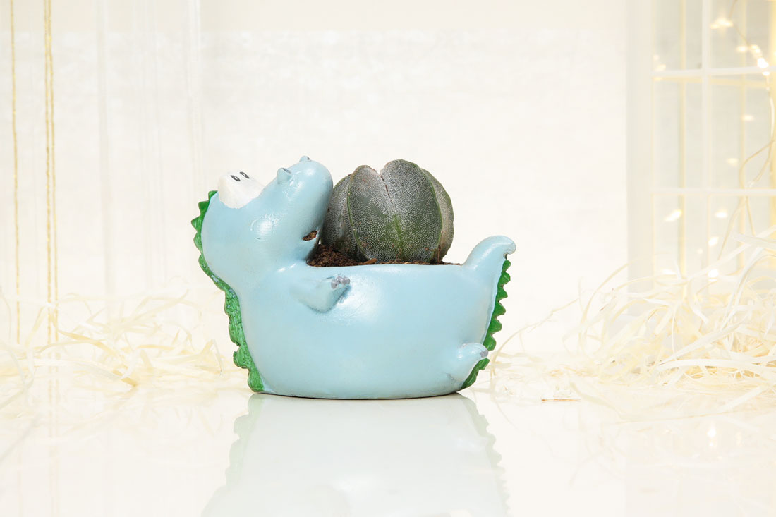 Ball Cactus In Sleeping Dinosaur