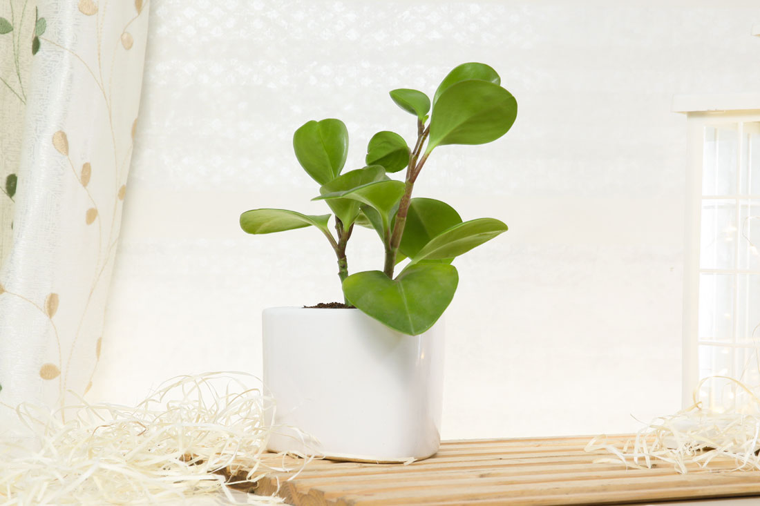 Decorative Peperomia Plant