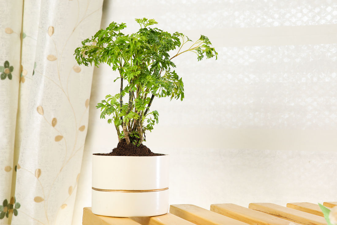 Aralia Green Plant for Indoor