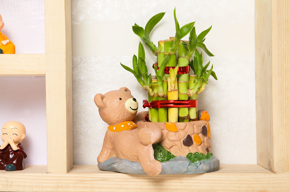 Send Cute Teddy Bear Potted Lucky Bamboo Online