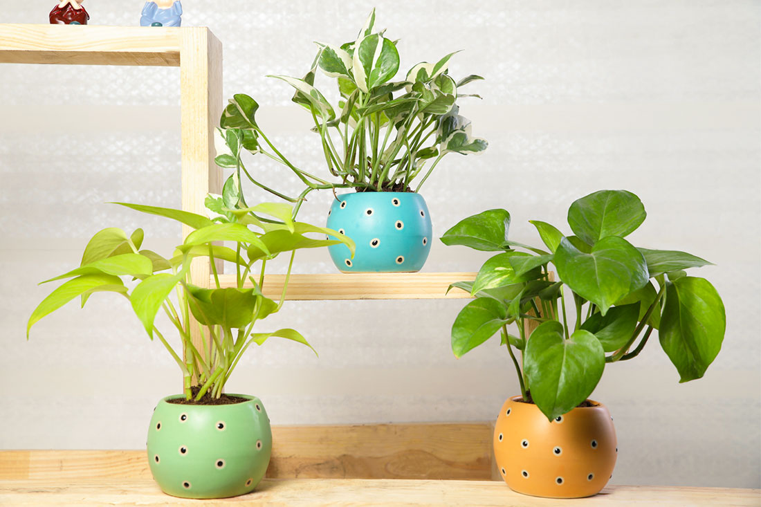 Order Nature's Choice Money Plant Combo