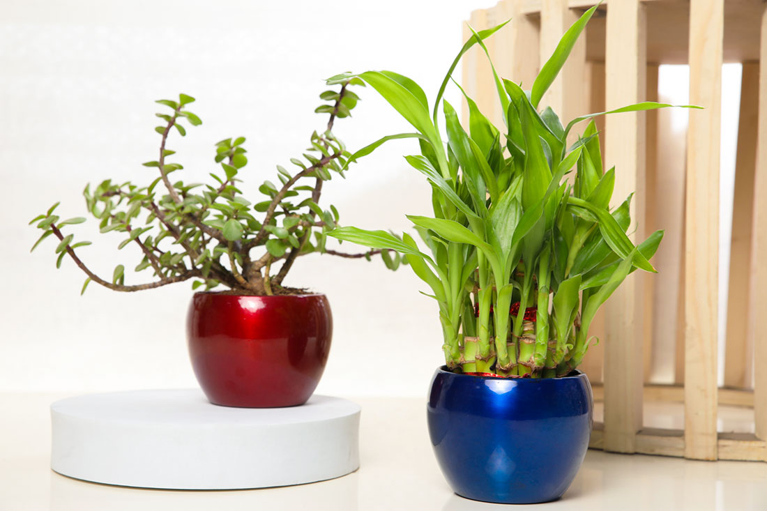 Order Good Luck Combo of Bamboo & Jade Plant Online