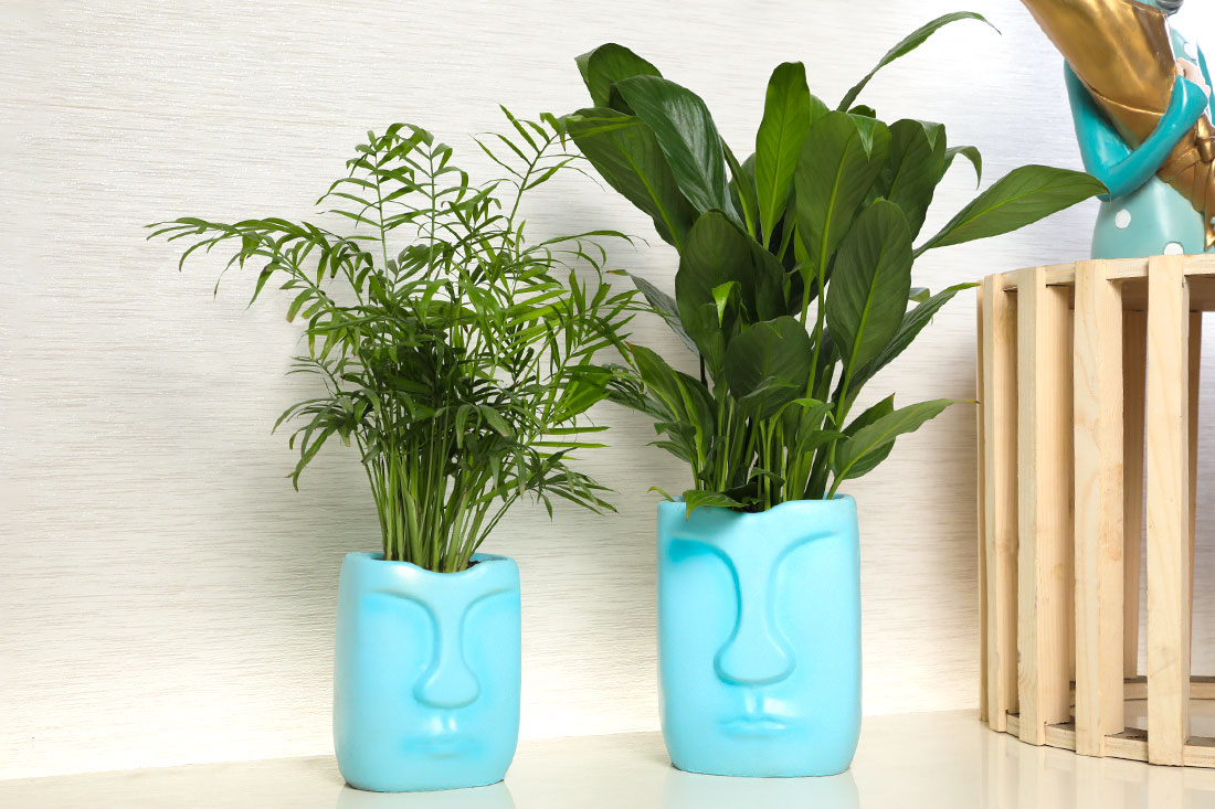 Buy Combo of Chamandora & Peace Lily Plant Online