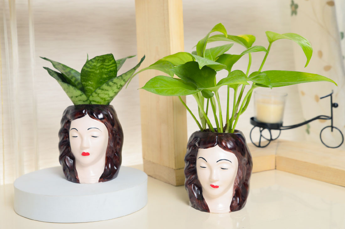 Good Luck & Air Purifying Plants Combo