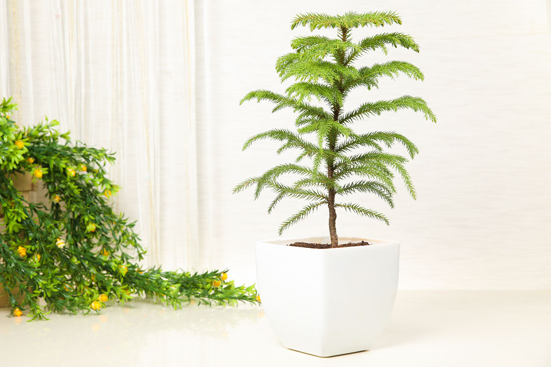 Evergreen Potted Christmas Tree
