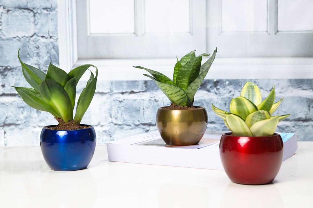 Beautiful Snake Plants Combo Buy Online