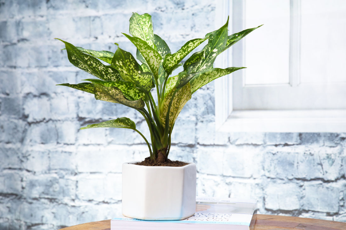 Send Lovely Aglaonema Plant